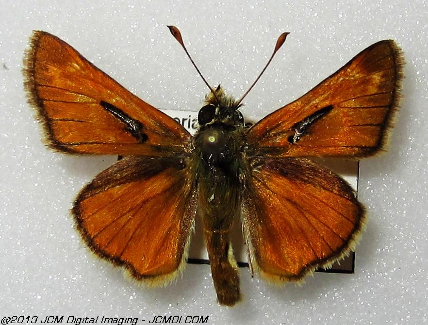 Unidentified Skipper